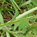 Vicia villosa Кара