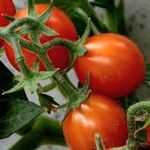 Solanum pimpinellifolium Fruit