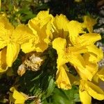 Oenothera pilosella Flower