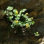 Linaria thymifolia Flor
