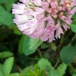 Trifolium pratenseЦвят