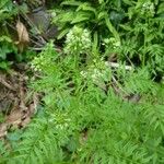 Cardamine impatiens 其他