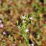 Centaurium tenuiflorum Blomma