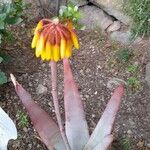 Aloe versicolor ফুল