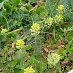 Alyssum alyssoides Fula
