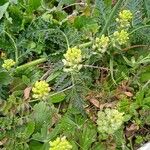 Alyssum alyssoides फूल