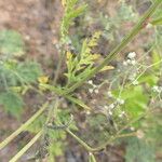 Parthenium hysterophorus Rhisgl