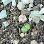 Lithops pseudotruncatella Leaf