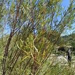 Salix eleagnos পাতা