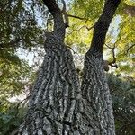 Erythrina falcata Кара