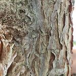Ficus cordata چھال