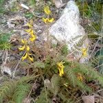 Corydalis cheilanthifolia Blomma