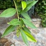 Cocculus laurifolius Leaf