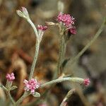 Eriogonum roseum Habitat