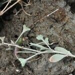 Atriplex pedunculata Hábitos