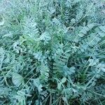 Hippocrepis biflora Mosusu