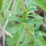 Mentha pulegium Leaf