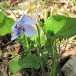 Viola rostrata Habit