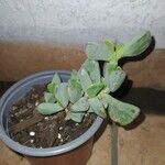 Cheiridopsis denticulata Hábito