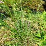 Stipa pennata Хабит