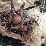 Corylus colurna Frucht