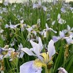 Iris virginica Blomst