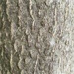 Celtis occidentalis Bark