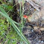 Lathyrus sphaericus Alkat (teljes növény)