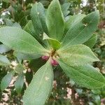 Myoporum laetum Leaf