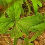 Pelargonium quinquelobatum Fuelha