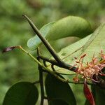 Hylodendron gabunense Flor