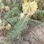 Astragalus alopecuroides Leaf