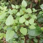 Galium rotundifolium Φύλλο