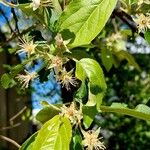 Malus spectabilis Flower