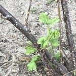 Ribes rubrum Leaf