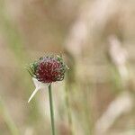 Allium vineale Fruit