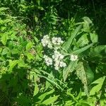 Parthenium integrifolium Çiçek