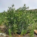 Gomphocarpus fruticosus عادت داشتن