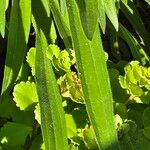 Echinacea angustifolia Лист