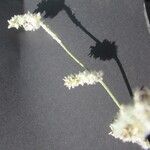 Froelichia floridana Flower