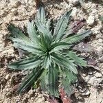 Plantago serraria Hoja