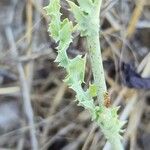 Launaea mucronata Leaf