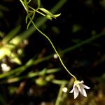 Palustricodon aparinoides Hábito