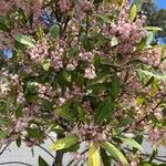 Elaeocarpus reticulatus Blüte