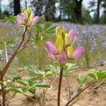 Lupinus stiversii 花