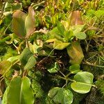 Nepenthes truncata Hábito
