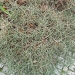 Ephedra distachya عادت داشتن