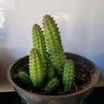 Huernia penzigii 葉