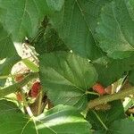 Morus nigraFruit