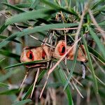 Acacia cyclops Mbuma